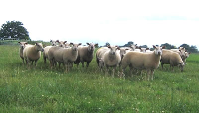Yearling ewes
